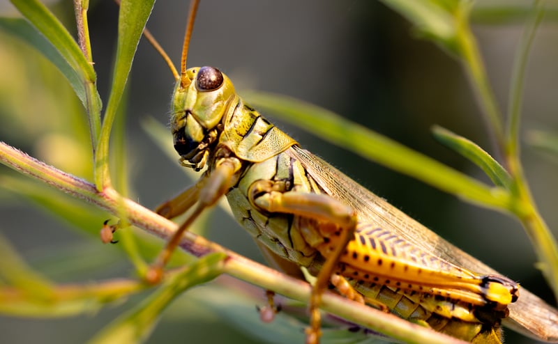 Preventing common pests