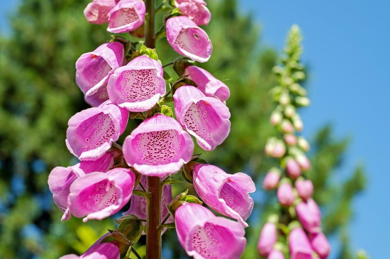 Vertical gardening solutions
