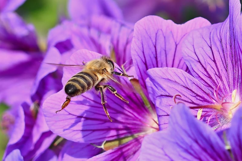 Beneficial Insect