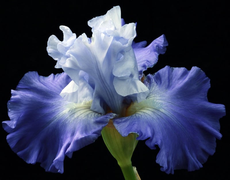 Garden Flowers